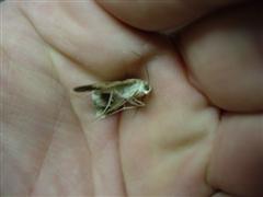 A photo of a dead moth in my hand